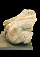 Fossil - Alabaster