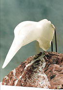 Small Birds Head - Alabaster